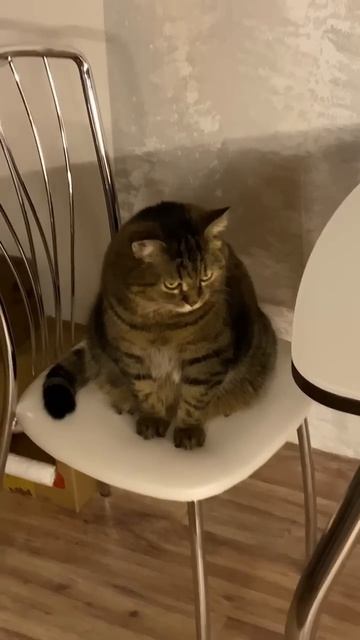 #смешныекотики