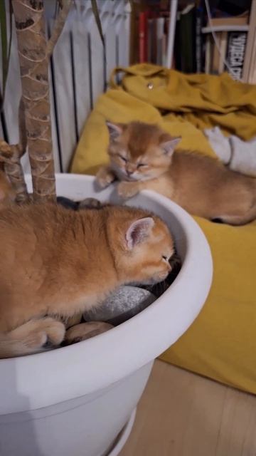 Спят усталые котятки #cat #видосыоткота #веселыекоты