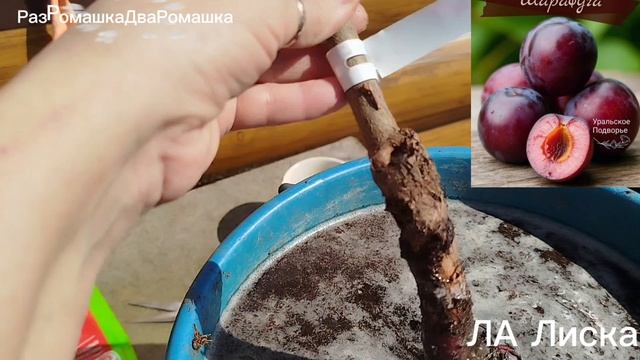 17.04.2026 уДача-дача.ПОСАДИЛА ШАРАФУГУ