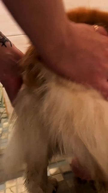 Без Коржа день не день — подпишись! #корги #corgi #смешныевидео #tiktok #shorts #шортс #dogsoftiktok