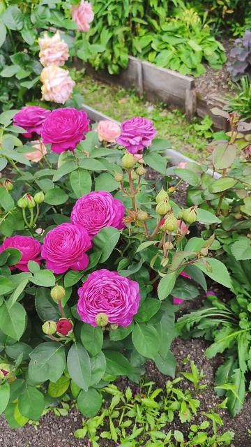 Роза Хайди Клум! Обильная малышка.