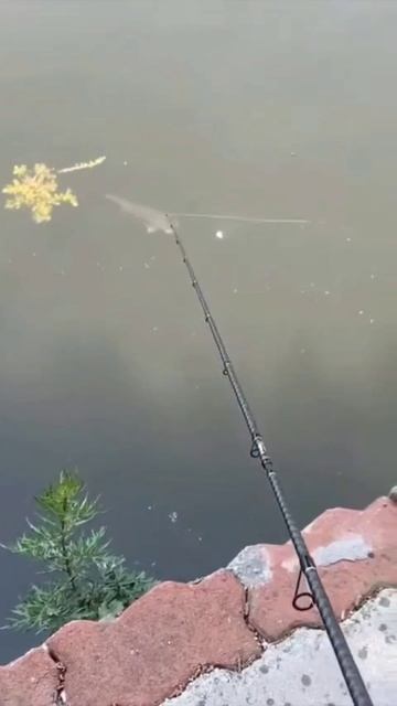 😲 Клюнул на цветочек.