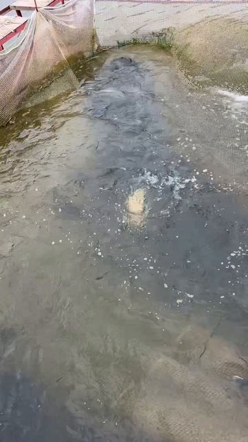 Запуск форели