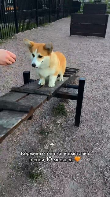 Подписывайся, чтобы не пропустить коржедень #корги #corgi #смешныевидео #tiktok #shorts #шортс
