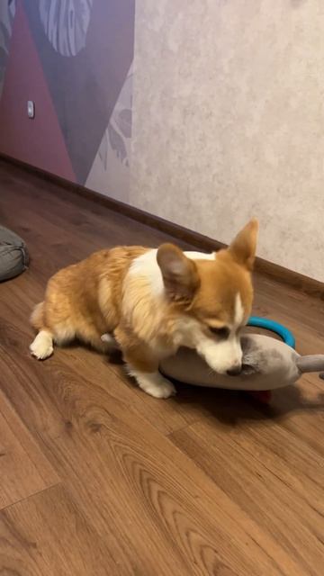 Бобр-Корж ждут вас