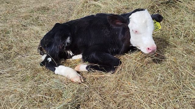 ПОКУПКА ДВУХНЕДЕЛЬНОГО ТЕЛЕНКАНА ВЫРАЩИВАНИЕ