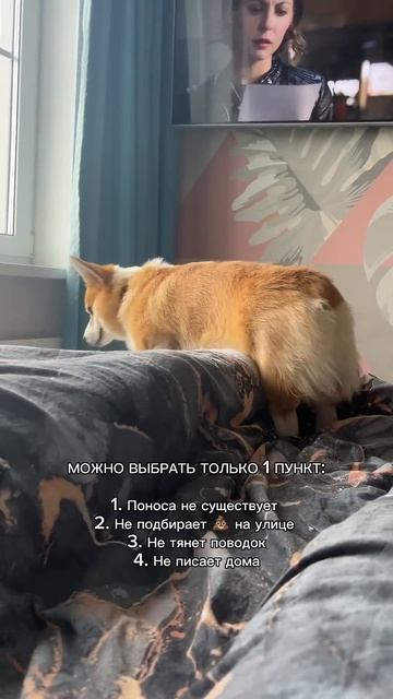 Следи за приключениями Коржа каждый день #корги #смешныевидео #funnydogs #corgi #поведение #shorts