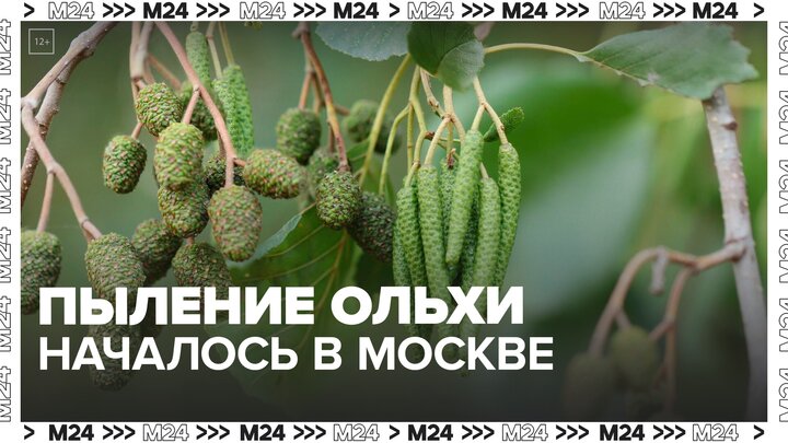 В Москве началось пыление ольхи - Москва 24