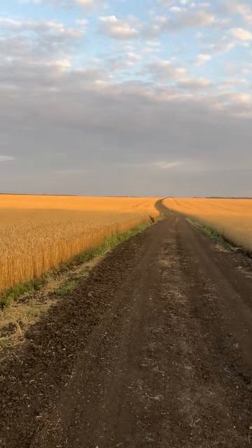 Летом в поле пшеница колосится