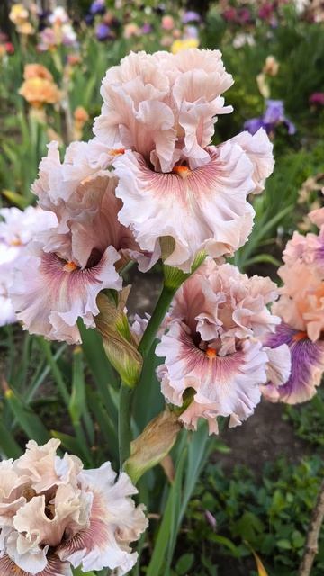 НЭЧУРЭЛ ЧОЙС /  NATURAL CHOICE (T. Джонсон, 2024)