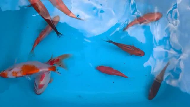 Караси карасики.mp4