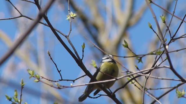 Весенние птицы в парке 