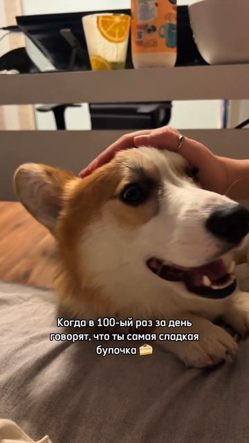 Рыжий Морж каждый день