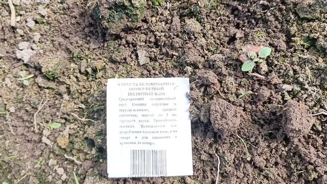 16.04.26. На дачу. Посеяла капусту, горох, лук-чернушку.