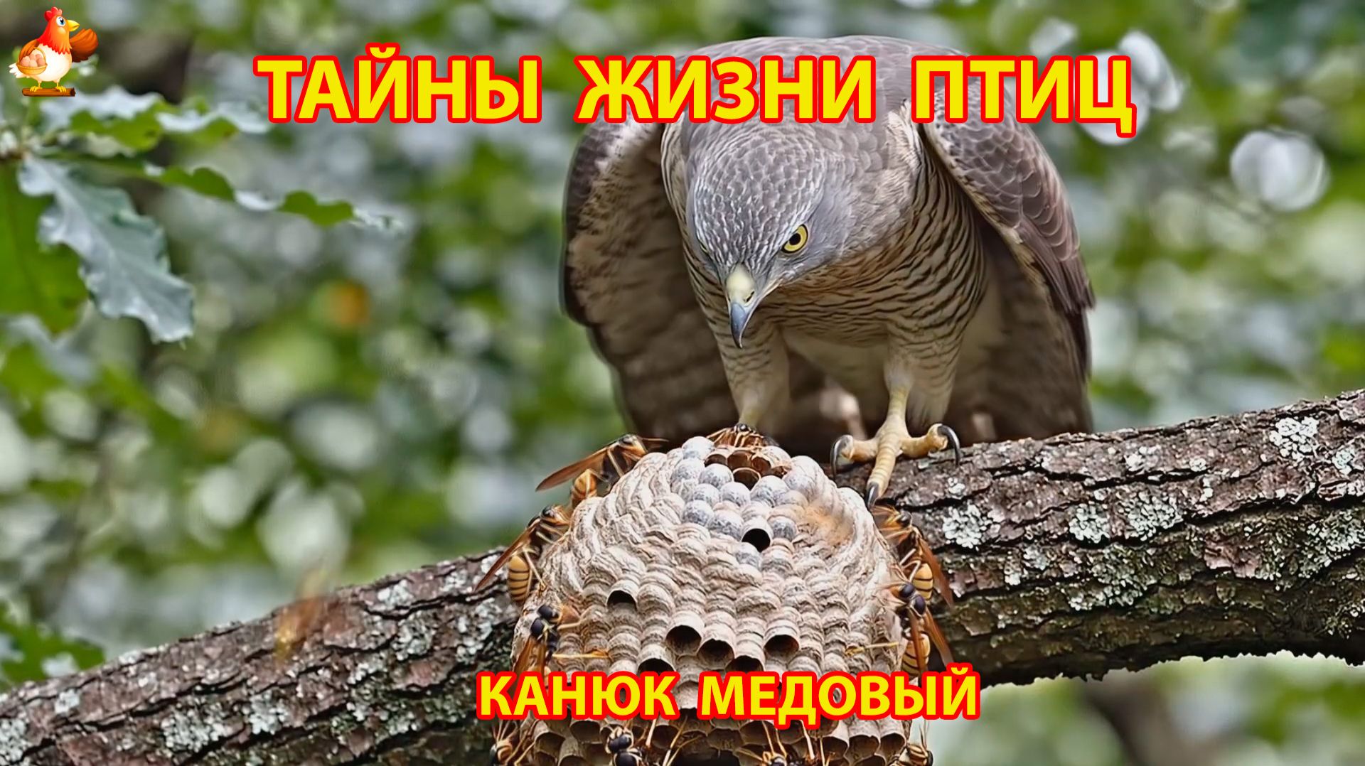 Тайны жизни птиц в природе –  Канюк медовый