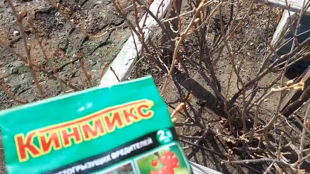 2360.  ВПЛ. Смородины зеленый конус.