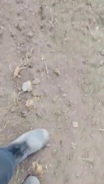 Честный отзыв: Почвофреза K2000 с трактором МТ82 #kerland #мтз82 #почвофреза