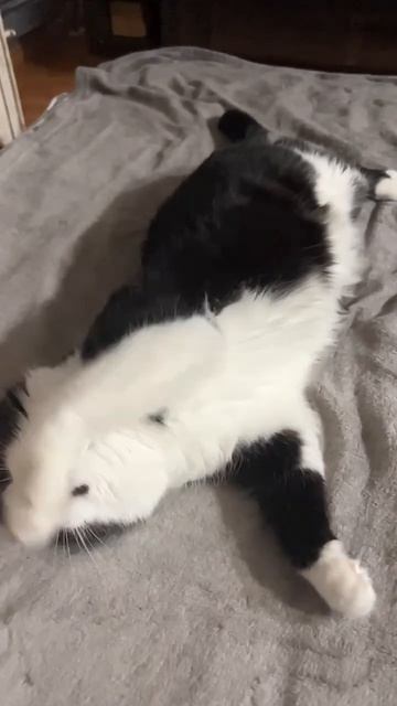 Мой самый преданный Милашка