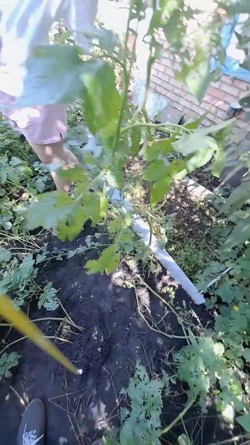 ЧУДО УДОБРЕНИЕ! Эксперимент над картофелем! часть2