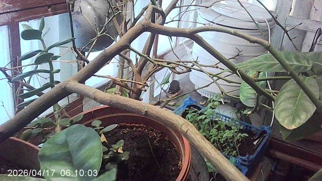 Обзор: на нашем лимоне 