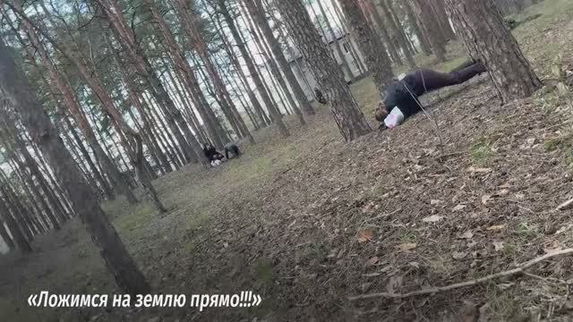 Арт-обстрел ВСУ прервал высадку сосен в Шебекино