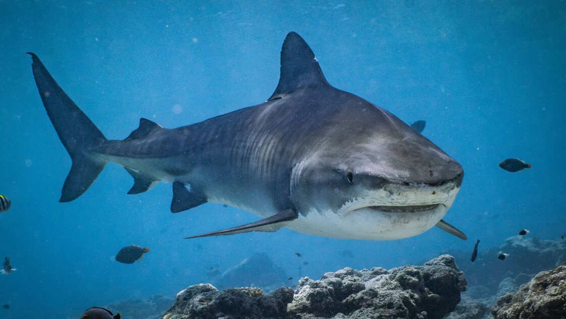 Акула откусила ногу туристу на Мальдивах