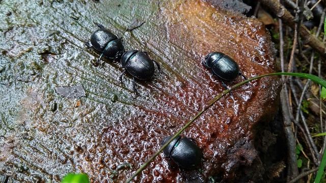 Л. Захаров. Жук на роге