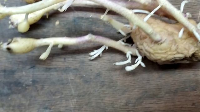 В холодильнике выросла молодая картошка