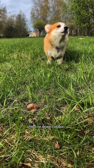 Видео про Коржика каждый день! Переходи и смотри