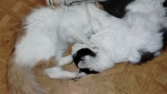 Самый лучший брат.