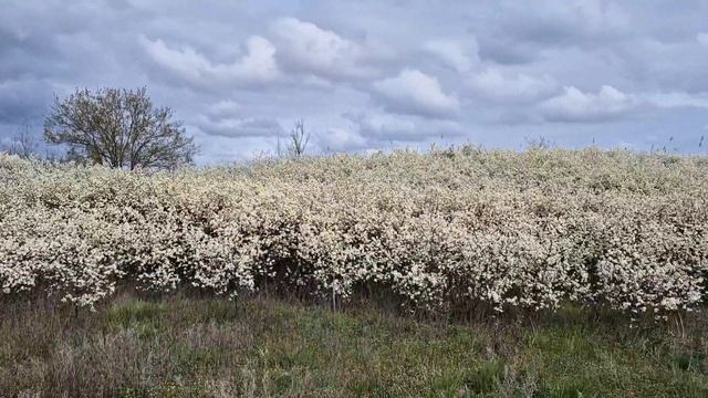 Вокруг белое облако цветущего терновника