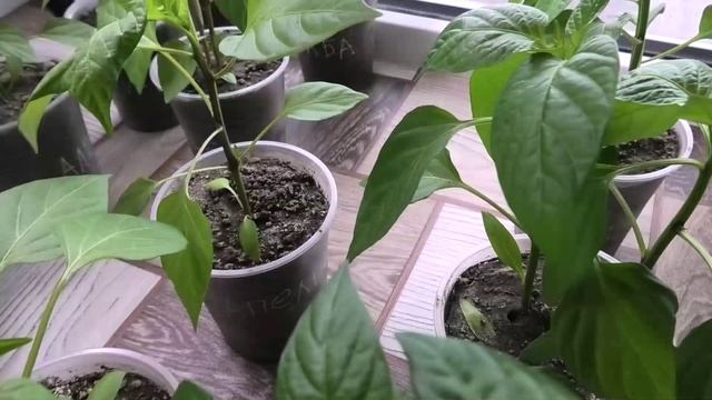 Перцам полтора месяца