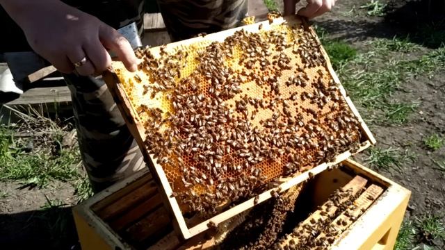 Не пропусти эту работу.Первое полноценное расширение пчелосемей.