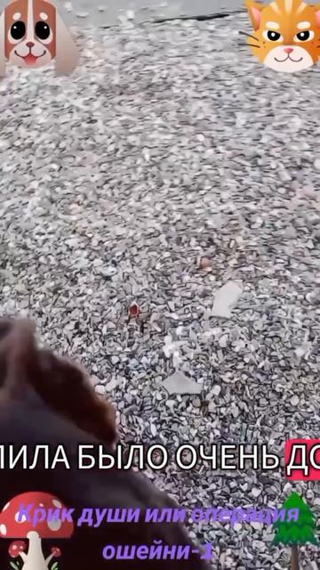Операция ошейник-1🐶🐱🙂
