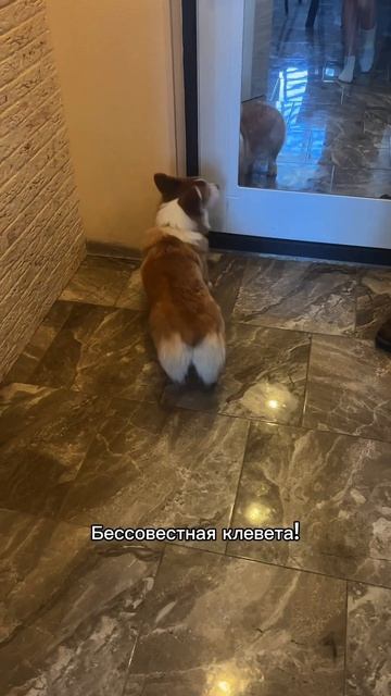 Моржик каждый день! Подписывайся