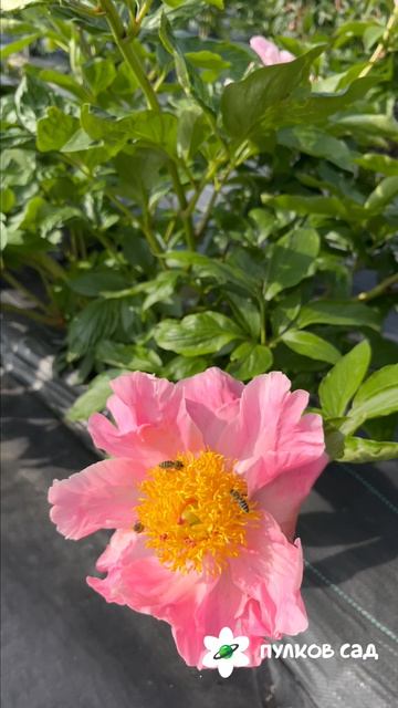 Пион Sugar&spice_short