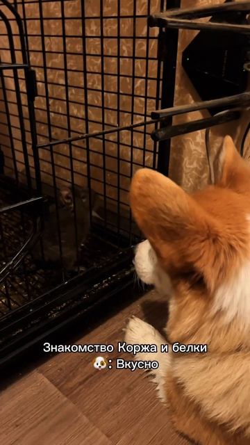 Корж каждый день, переходи и смотри!