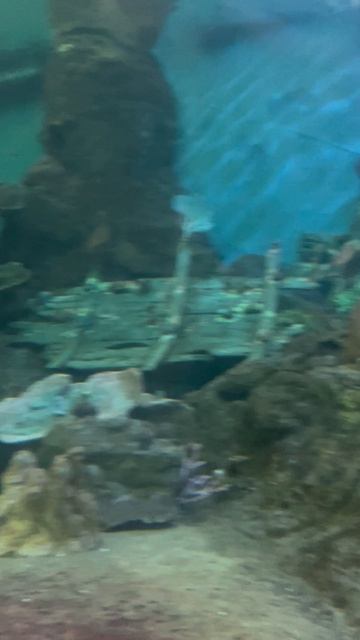 Рыбки в океанариуме ч.36