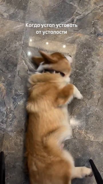 Типичный Морж этот Корж