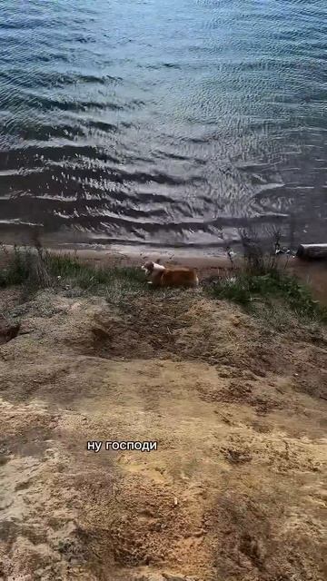 Подписка = ежедневная доза корги #корги #озвучка #corgi #шортс #милота #shorts #tiktok #doglife