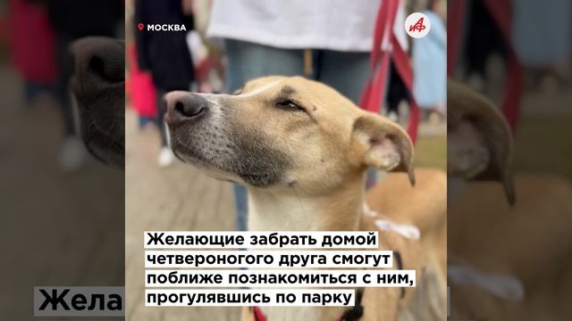 Помоги найти дом: в Москве стартовал проект «Моспитомец х Четвероногий друг»