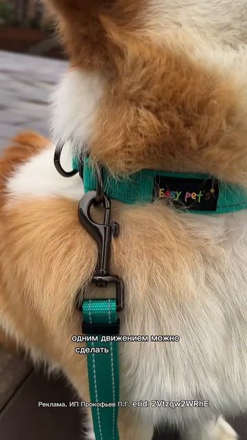 EASY PET’S на WB Поводок: #444554337 , Ошейник: #466769271 #поводокдлясобак #корги #поводок #corgi