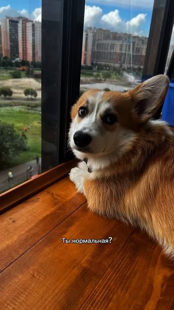 Подписка = ежедневная доза корги #корги #смешныеживотные #corgi #шортс #dogsoftiktok #shorts