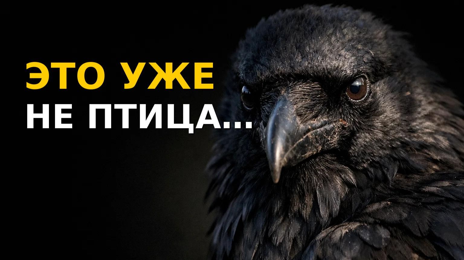 Ворон самая умная птица на планете Ты не поверишь на что он способен [get.gt]