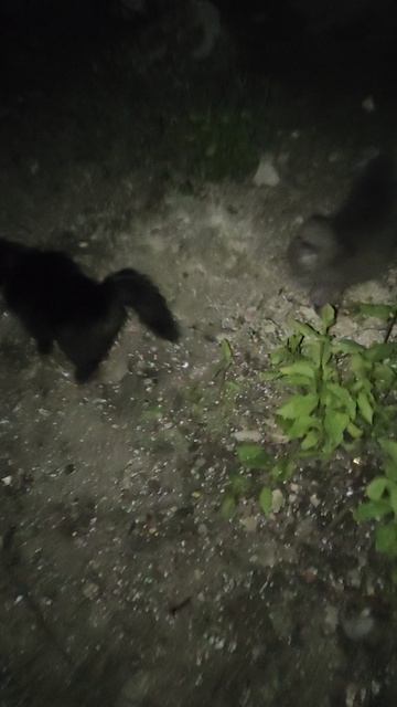 Ночь. Весна. Красавицы.