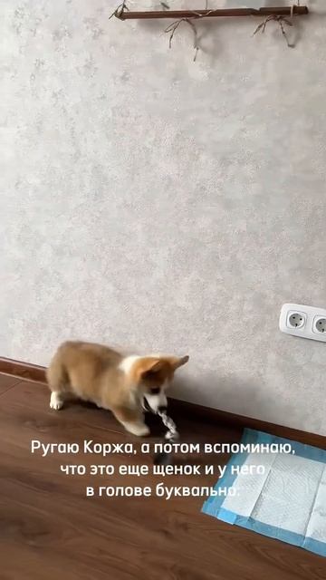 Коржик каждый день, заходи!