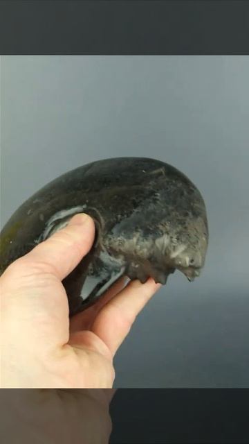 Черный аммонит 1281