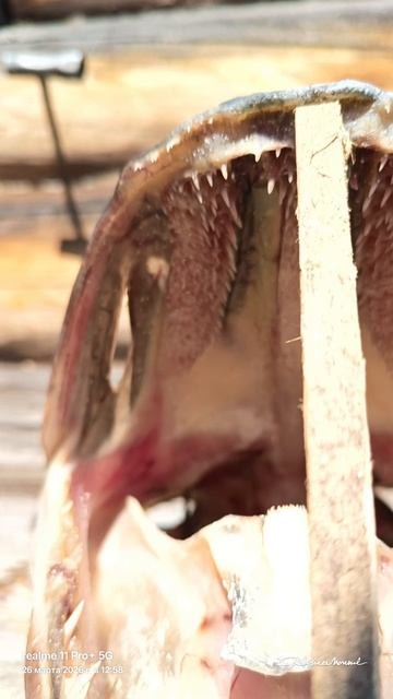 Щучья голова.