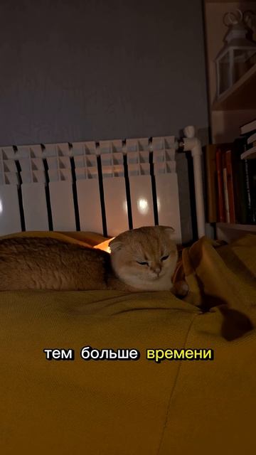 Кото-Факты день 5(Часть12)#cat #видосыоткота #веселыекоты