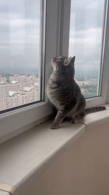 Забавный котик смотрит на птичек 😺🐱